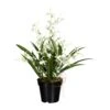 Deko-Orchidee Oncidie Dancing Queen In Weiß-grün 1 Deko-Orchidee Oncidie Dancing Queen In Weiß-grün -Garten - Balkon Store creativ green deko orchidee oncidie dancing queen in weiss grun
